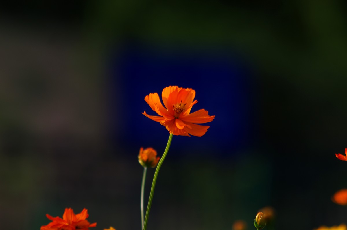 坡上的菊花