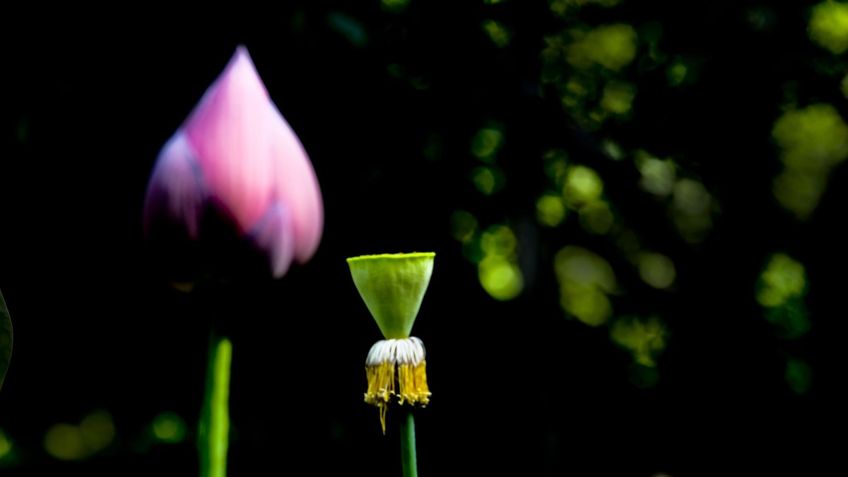 莲花随拍（二）