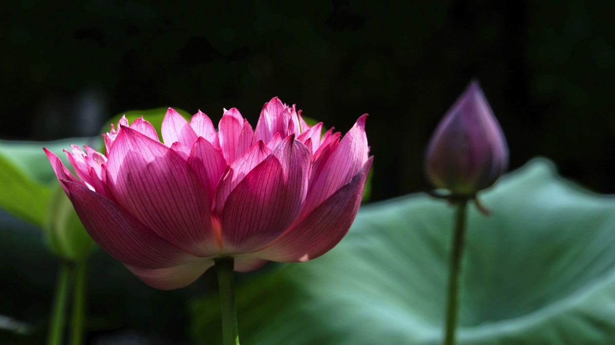 莲花随拍（二）