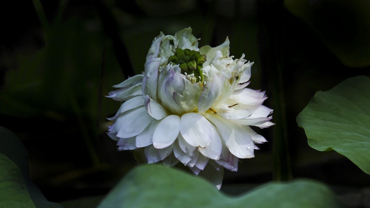 莲花随拍（二）