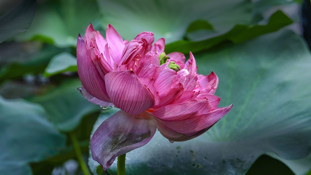 莲花随拍（二）