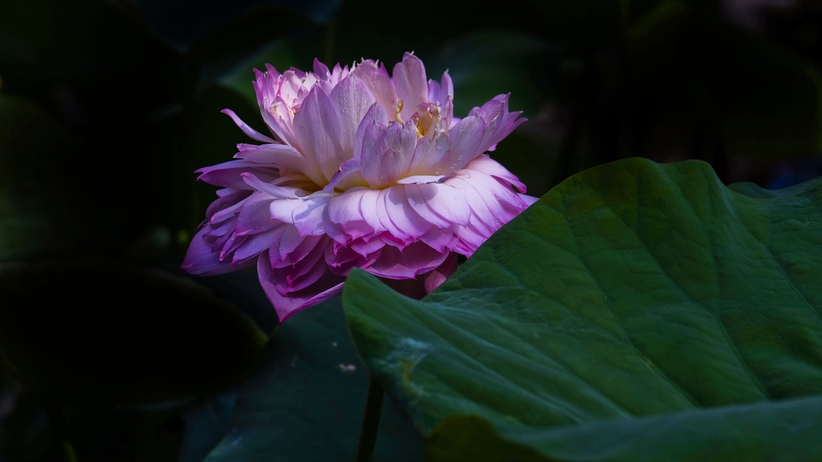 莲花随拍（二）