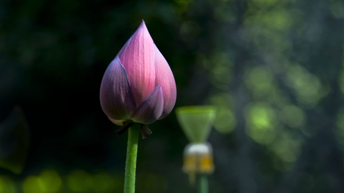 莲花随拍（二）