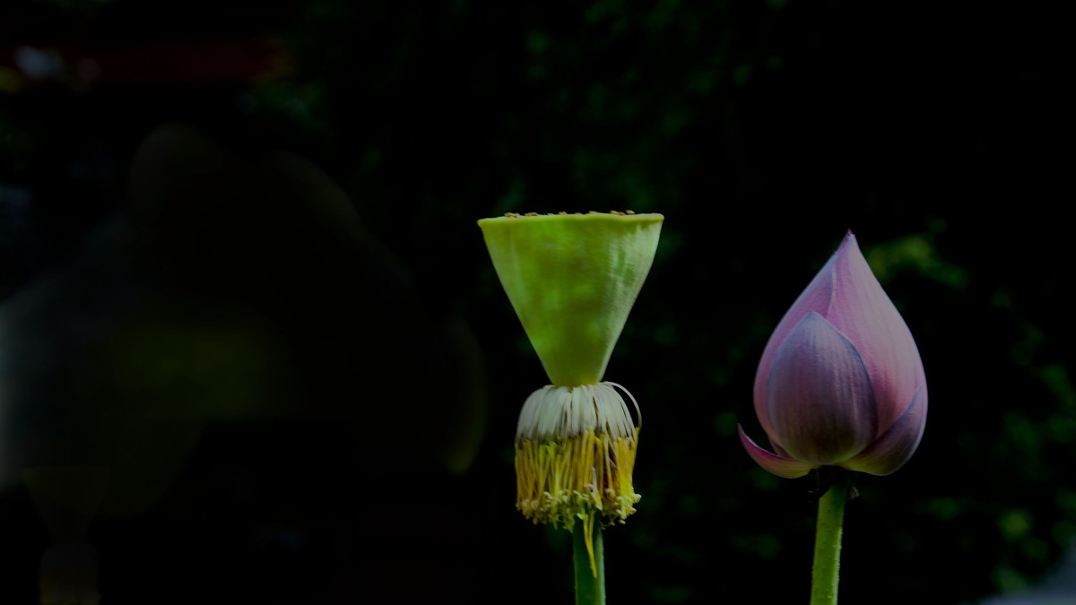 莲花随拍（二）