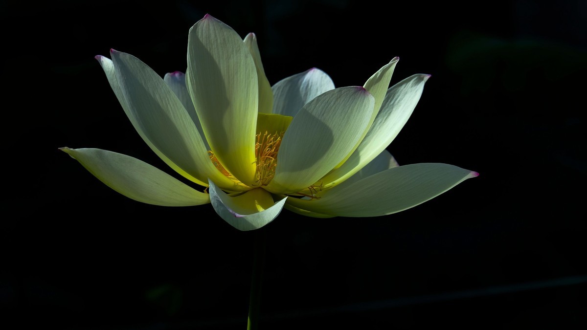 莲花随拍（二）