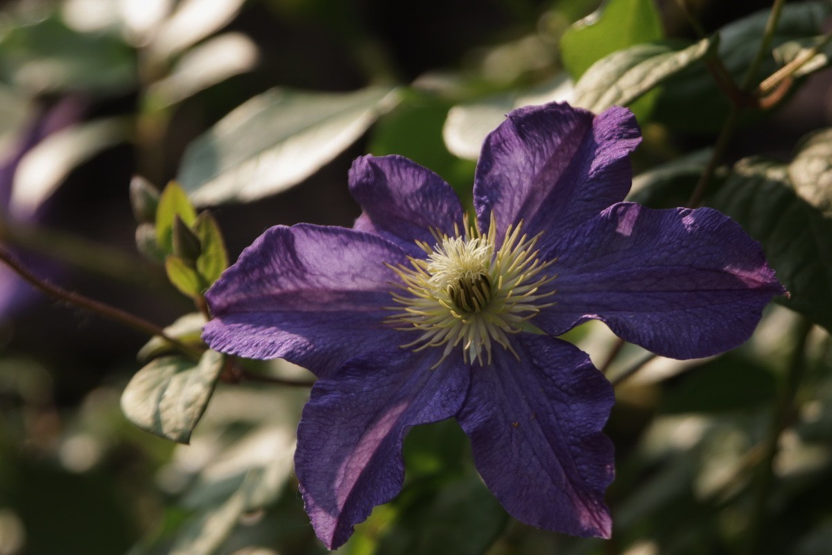 关东百花园（377）——铁线莲（2025）