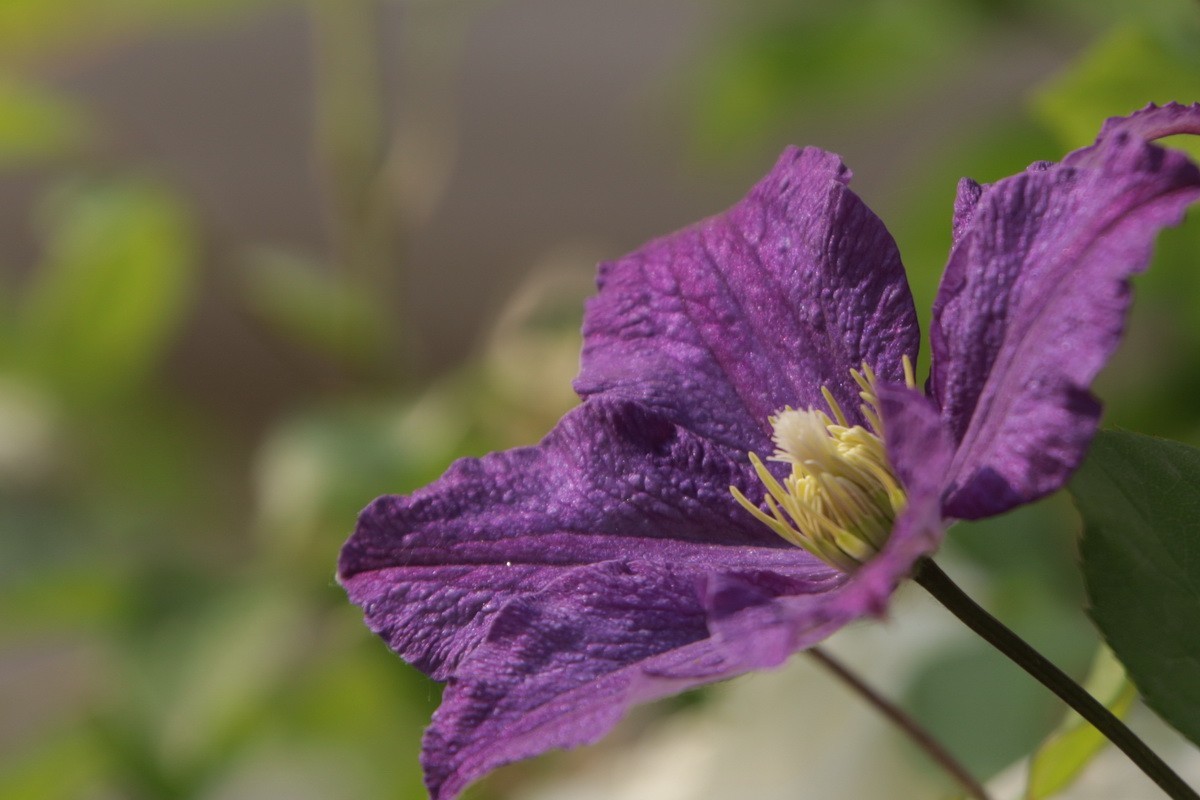 关东百花园（377）——铁线莲（2025）