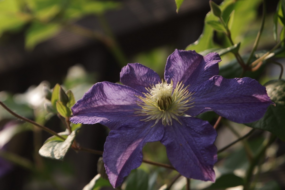 关东百花园（377）——铁线莲（2025）