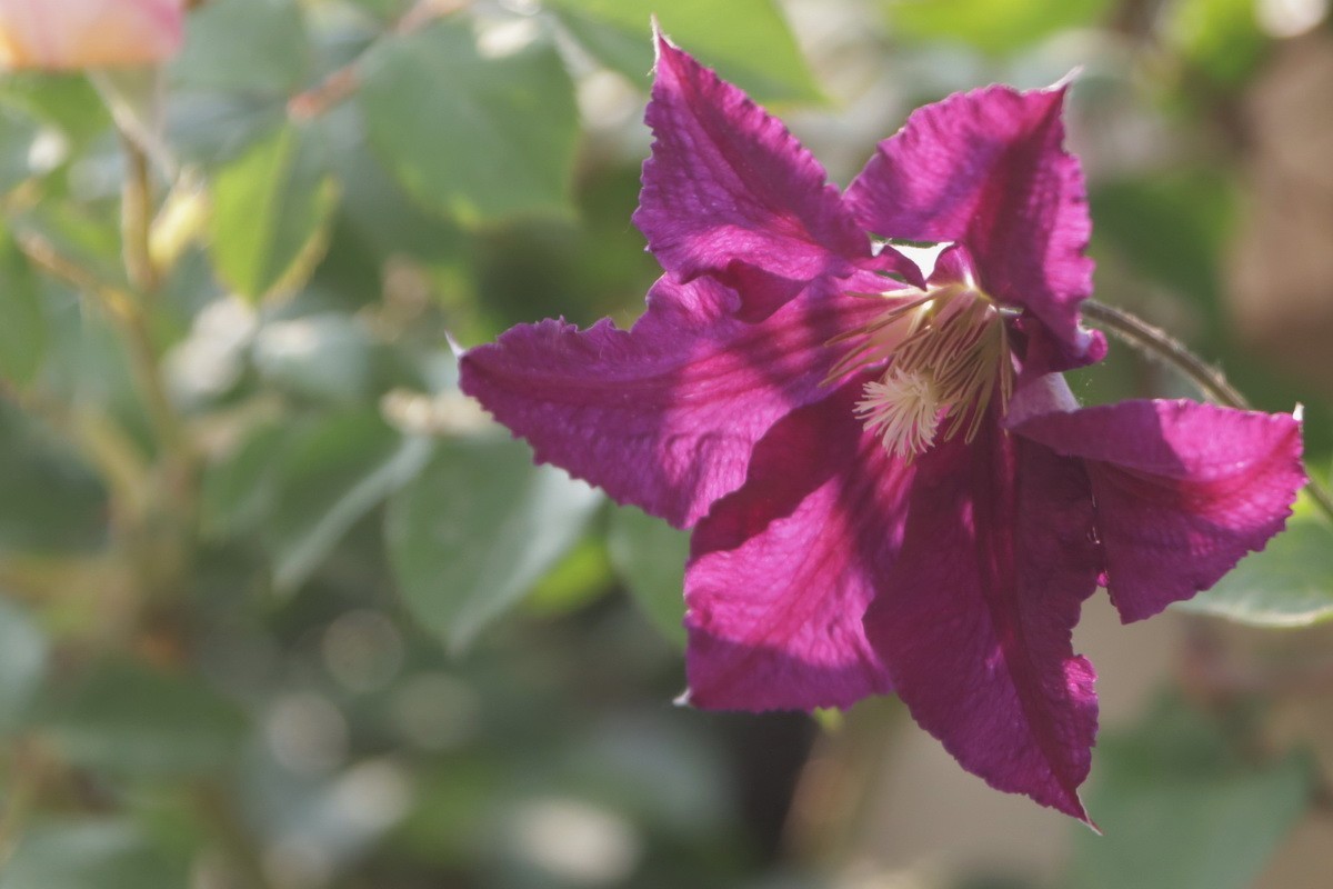 关东百花园（377）——铁线莲（2025）