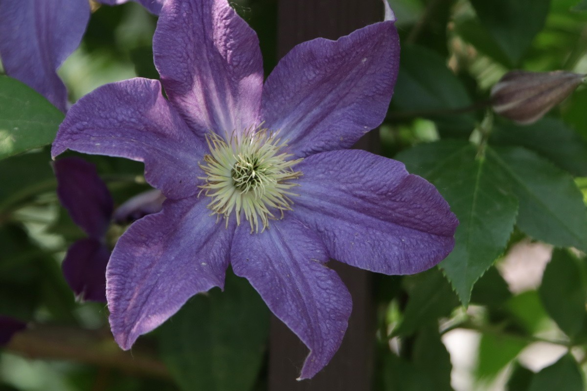 关东百花园（377）——铁线莲（2025）