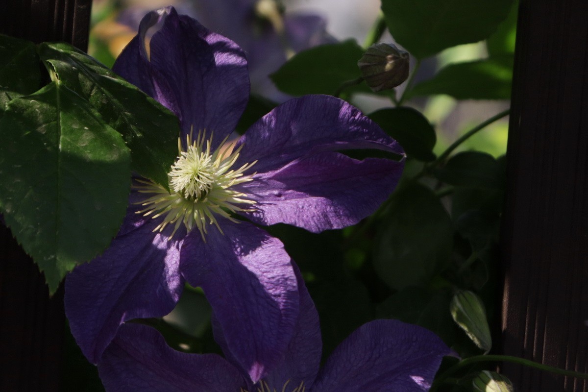 关东百花园（377）——铁线莲（2025）