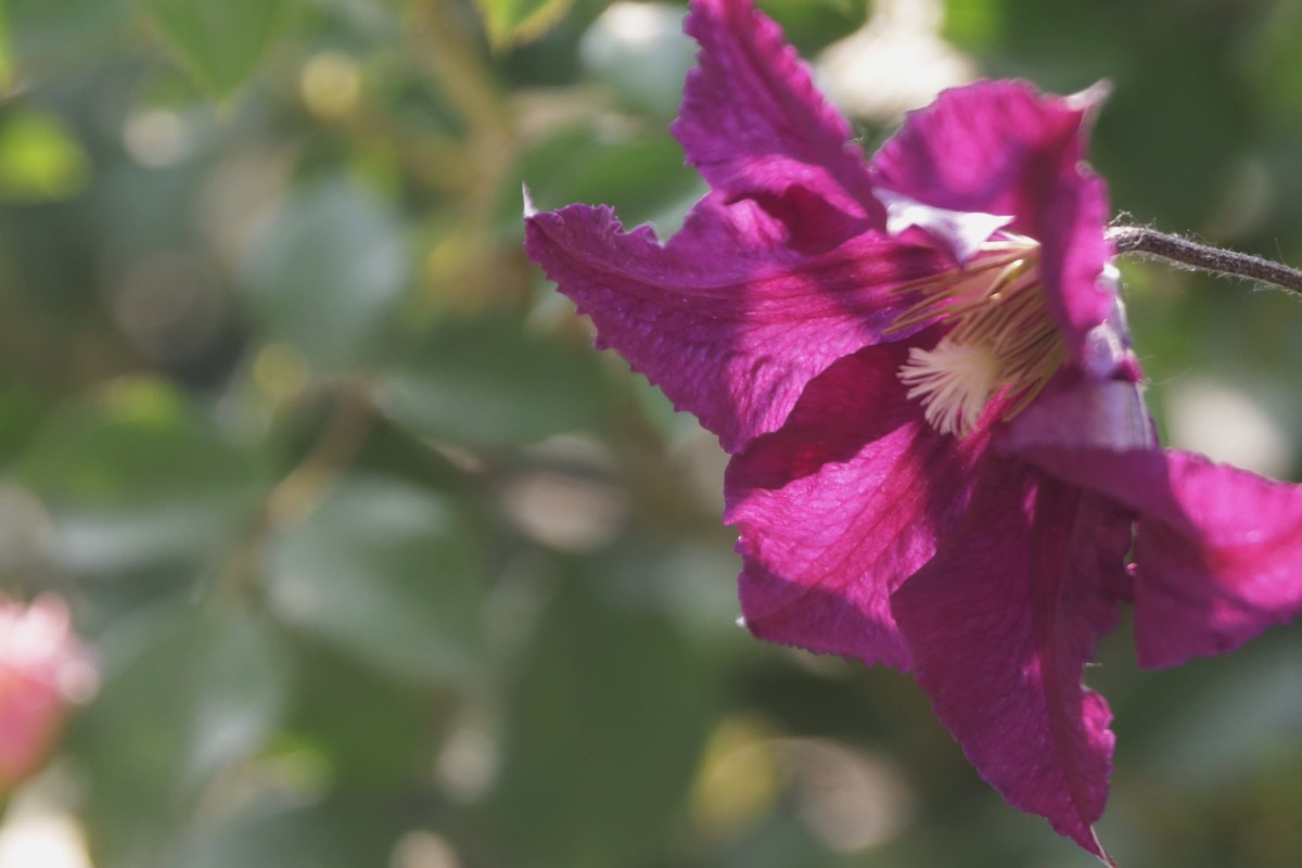 关东百花园（377）——铁线莲（2025）