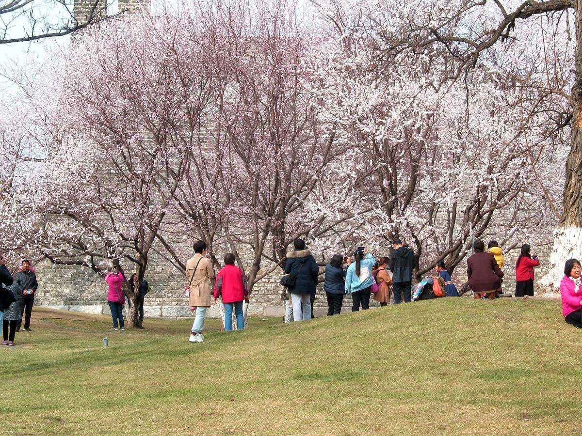 傲骨幽香明城梅【1】