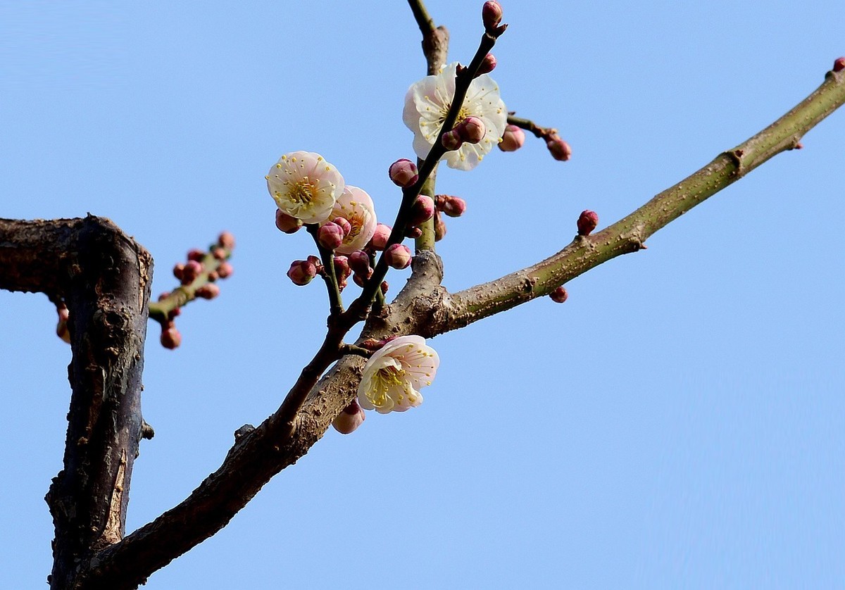 傲骨幽香明城梅【1】
