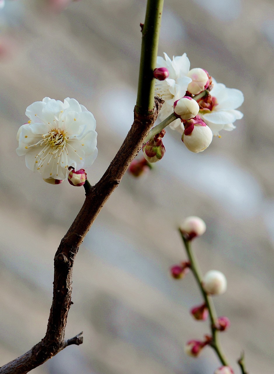 傲骨幽香明城梅【1】