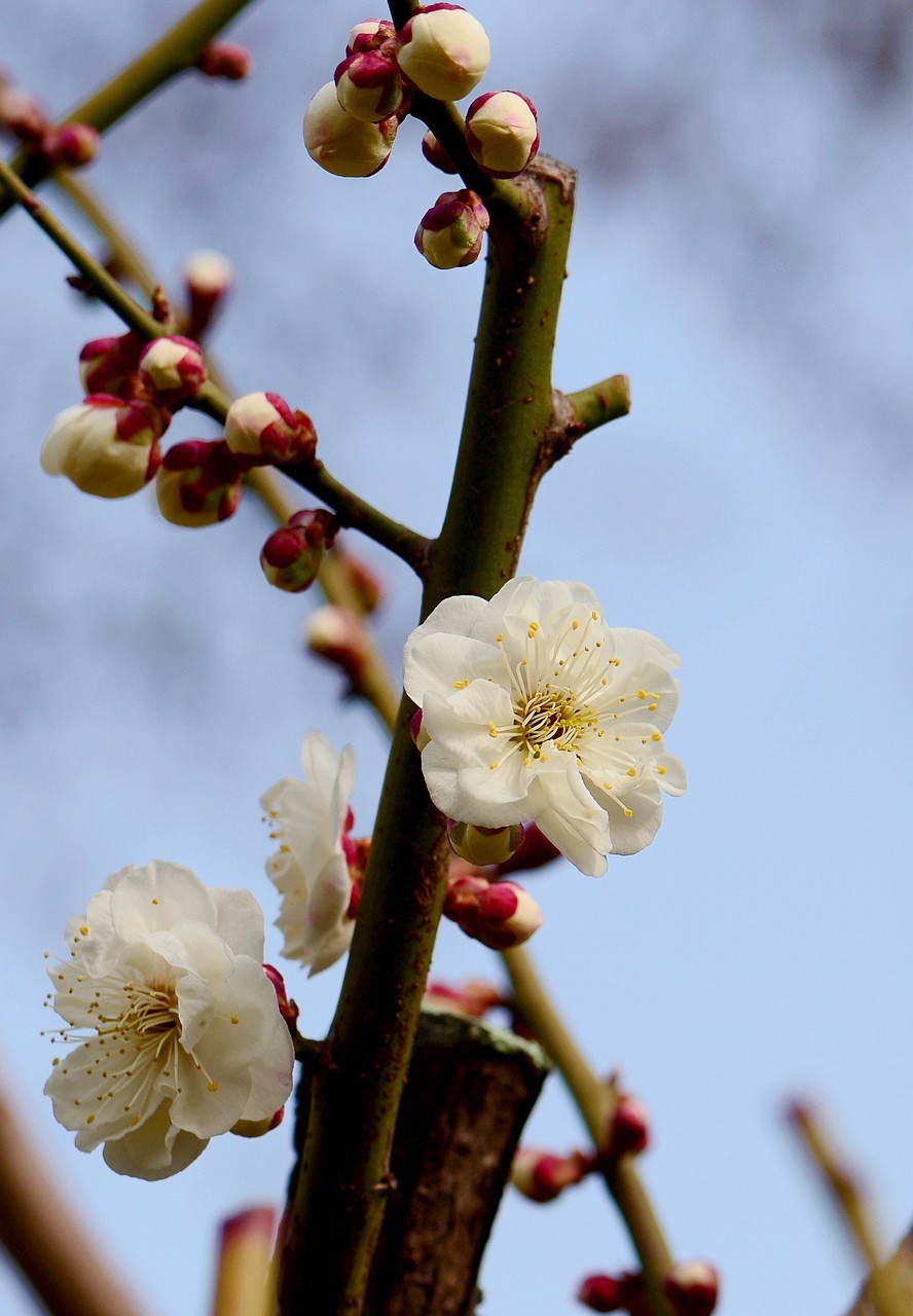 傲骨幽香明城梅【1】