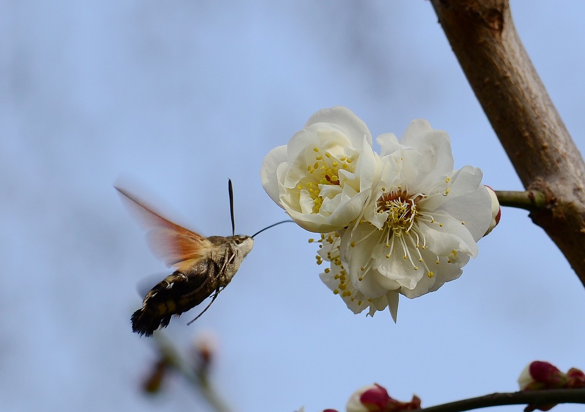 傲骨幽香明城梅【1】