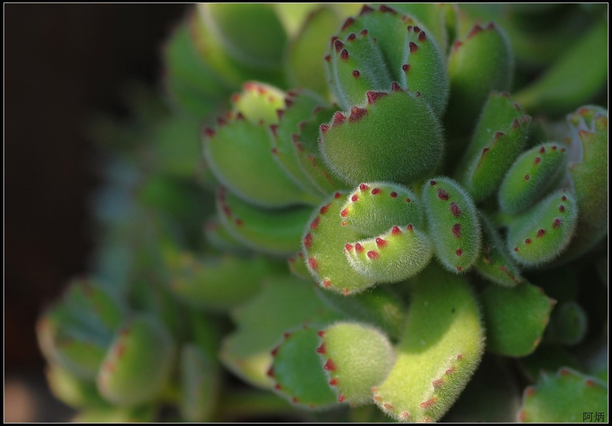 花卉练习（多肉熊“小手”和冬珊瑚小花）