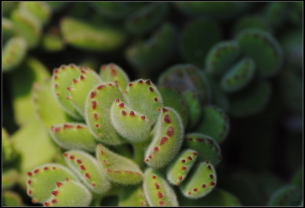 花卉练习（多肉熊“小手”和冬珊瑚小花）