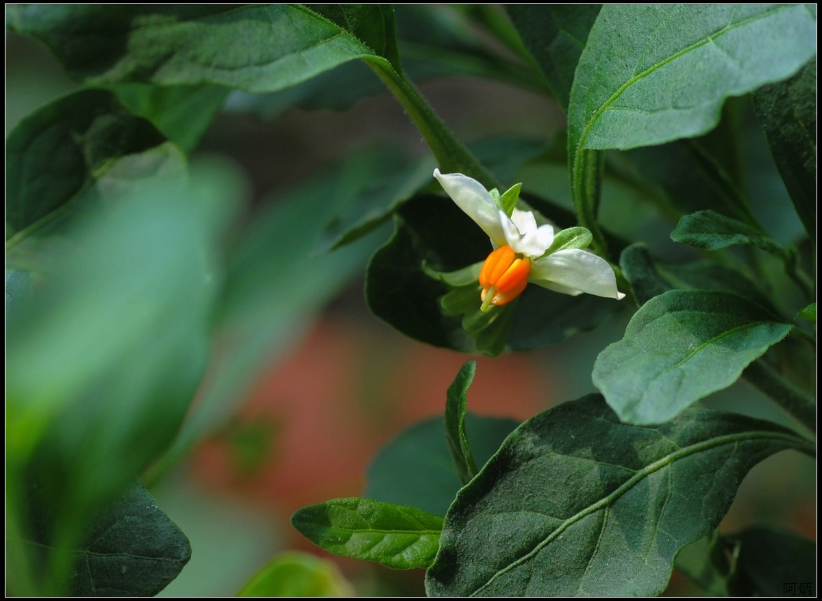 花卉练习（多肉熊“小手”和冬珊瑚小花）