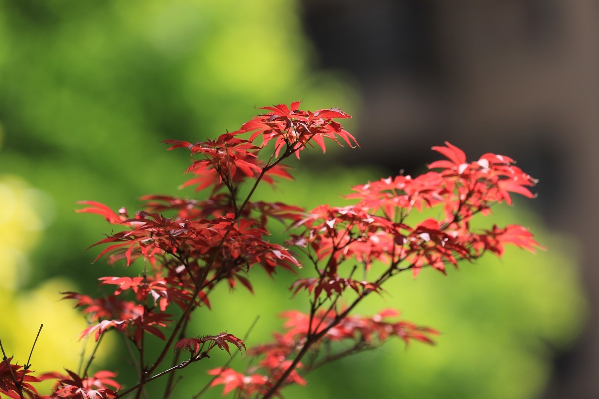 逆光侧光拍的效果不错