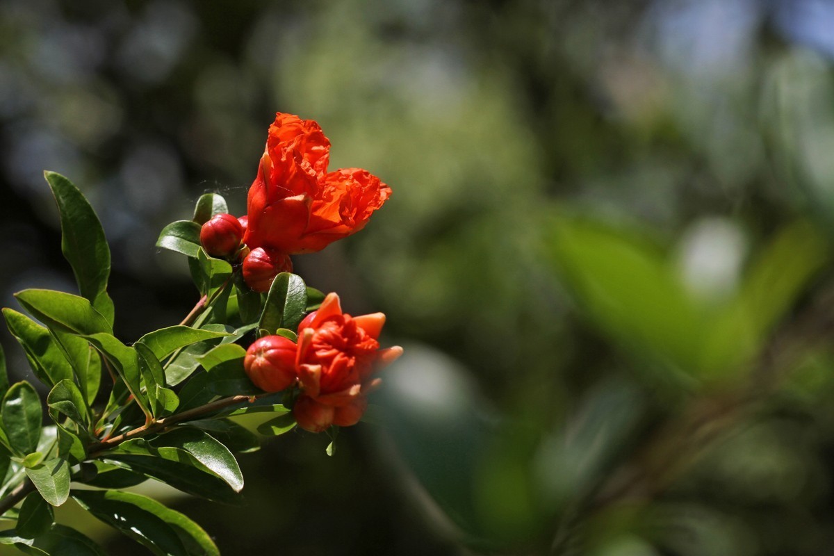 石榴橙红色花朵的拍摄练习