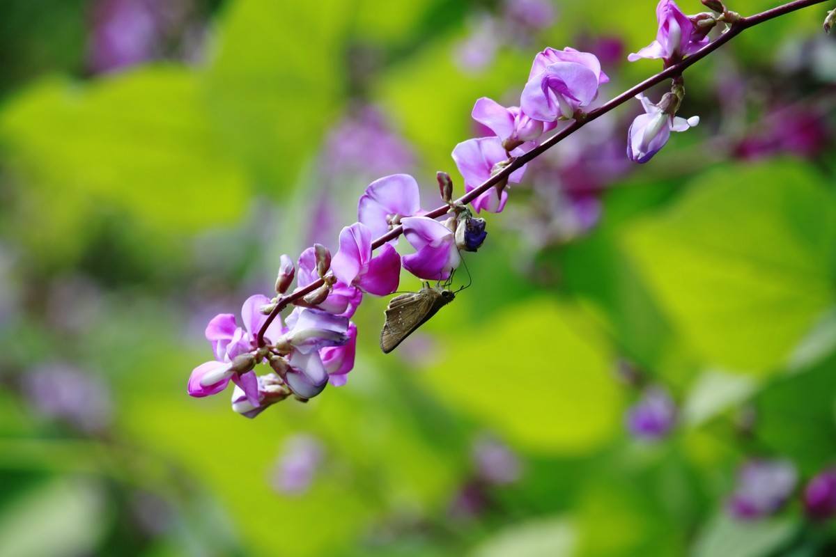 光影扁豆花之二