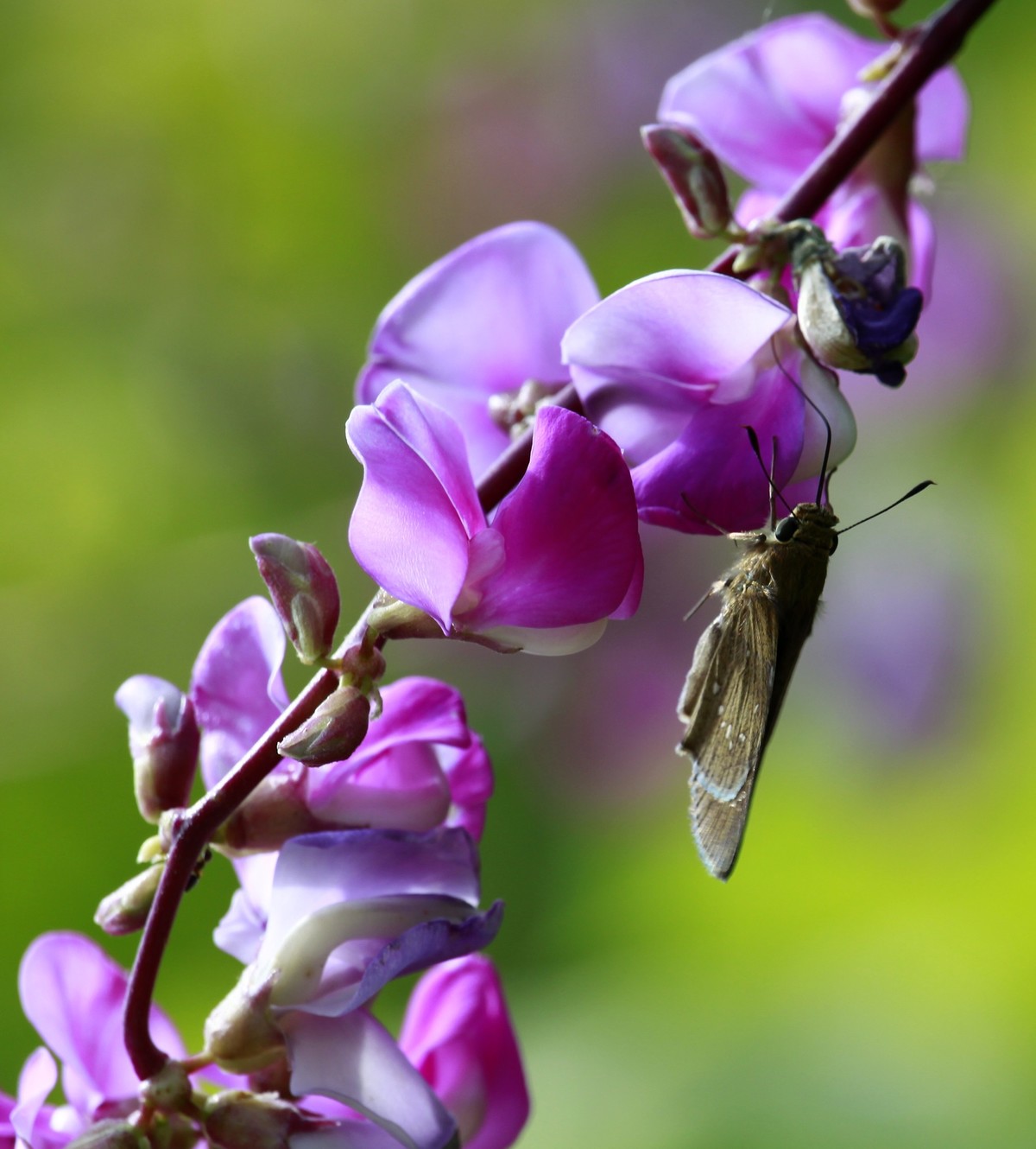 光影扁豆花之二