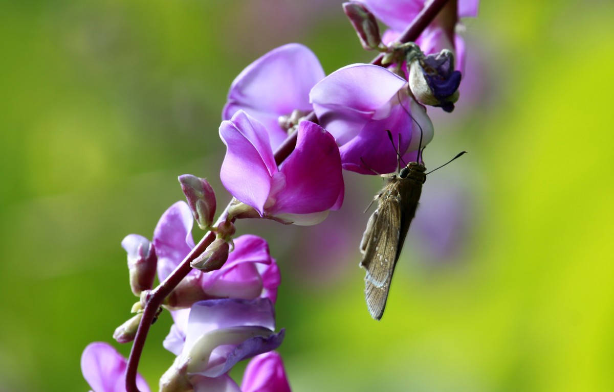 光影扁豆花之二
