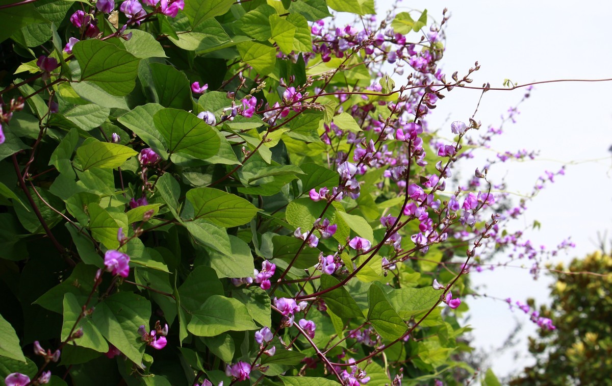 光影扁豆花之二