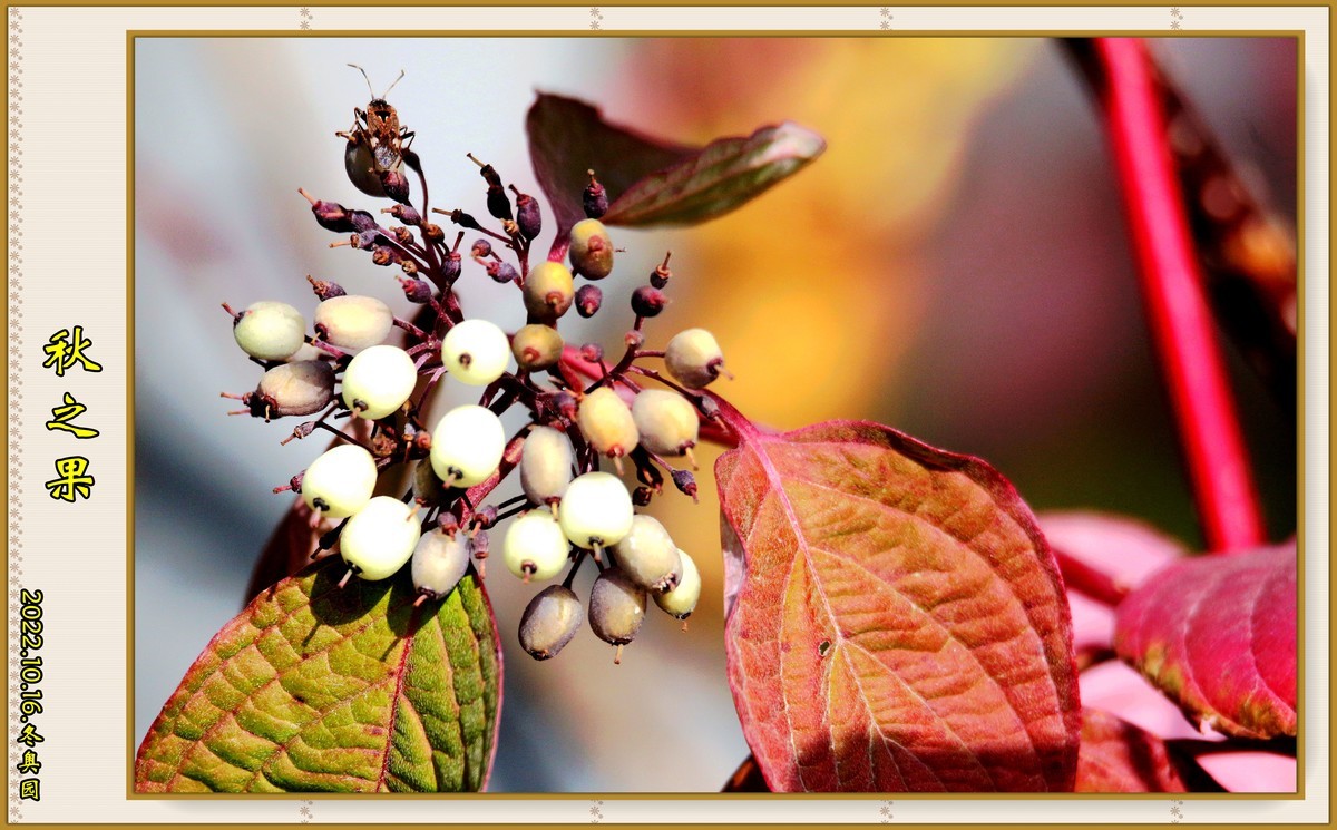 秋.....遐思