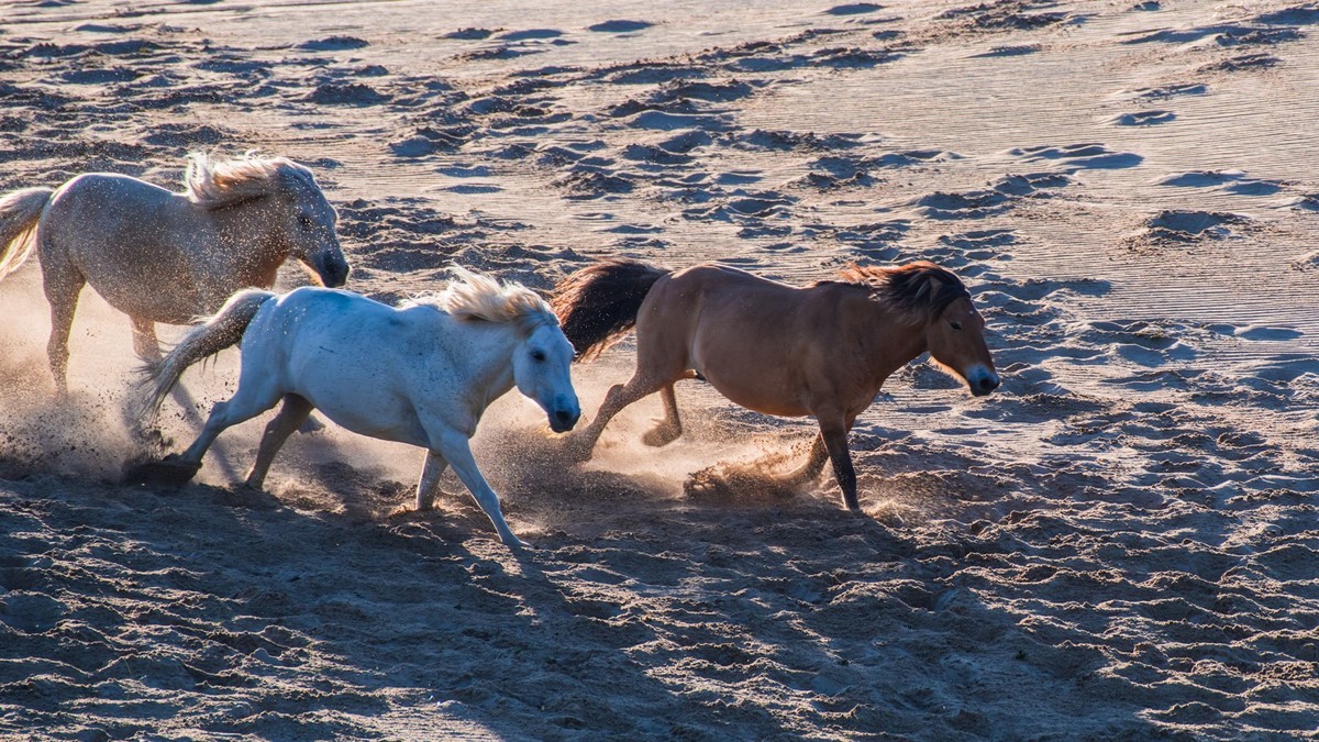 21.6 夏日的草原（三十五）------八骏奔腾