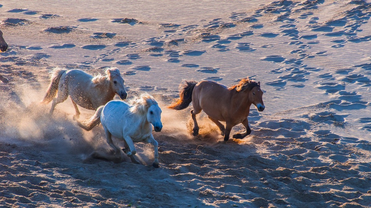 21.6 夏日的草原（三十五）------八骏奔腾