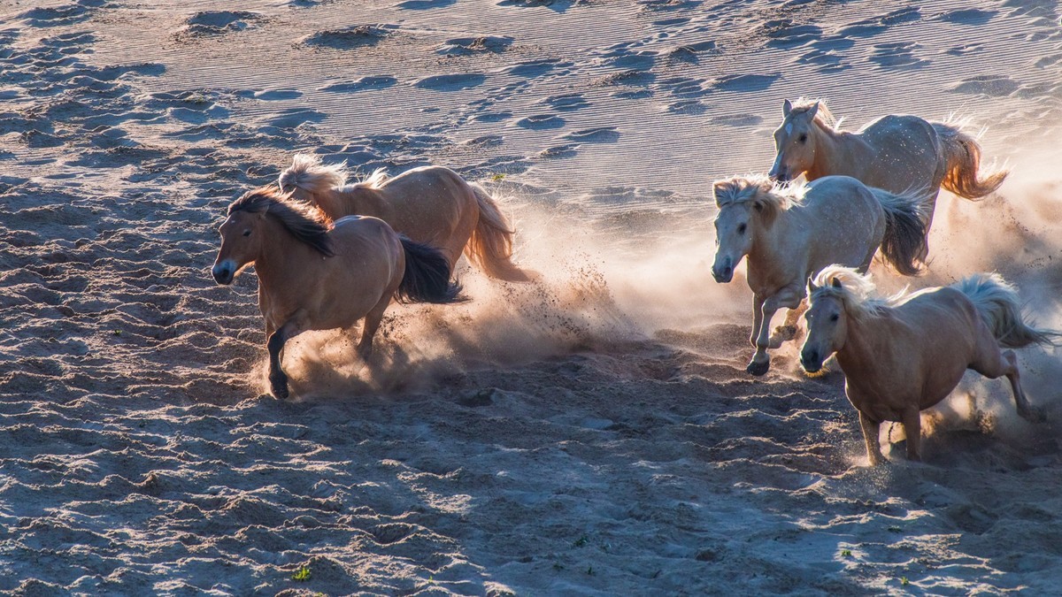 21.6 夏日的草原（三十五）------八骏奔腾
