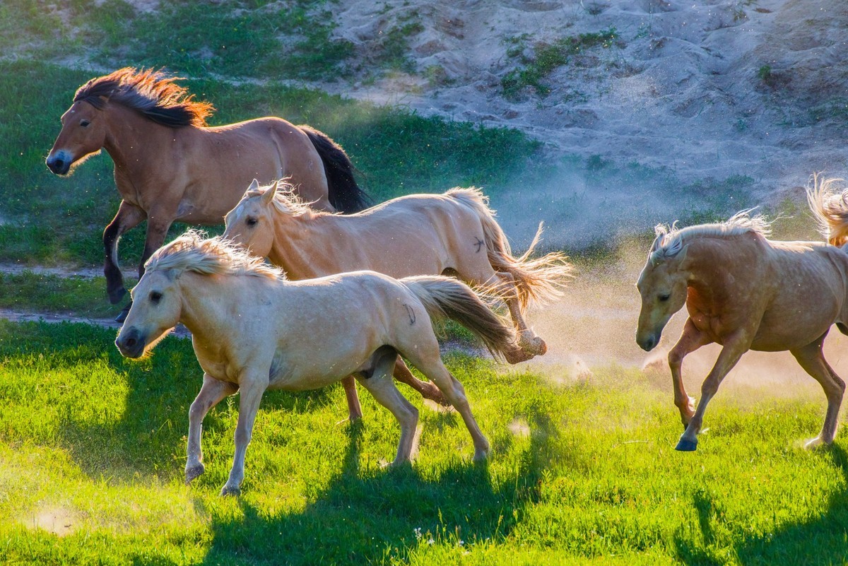21.6 夏日的草原（三十五）------八骏奔腾