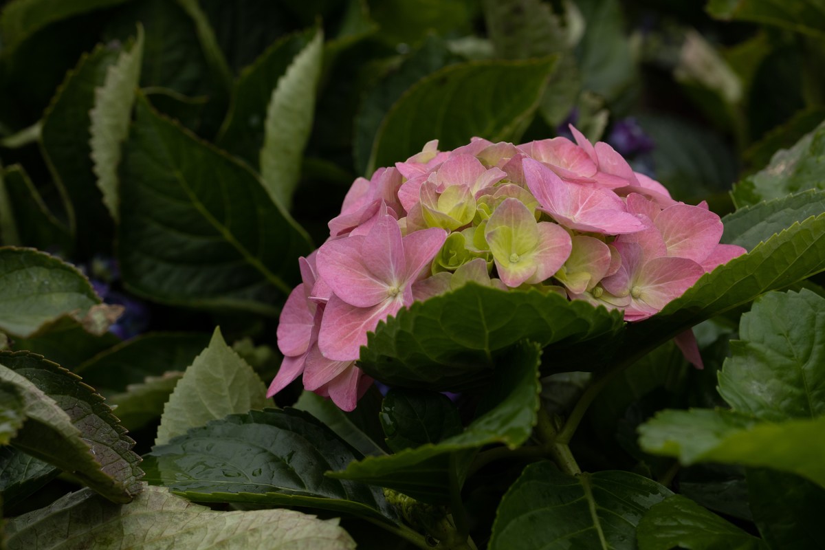 绣球花