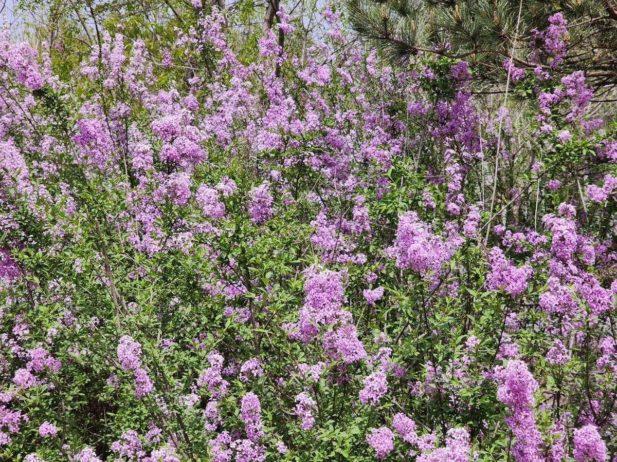 #春末夏初#花红柳绿风光好