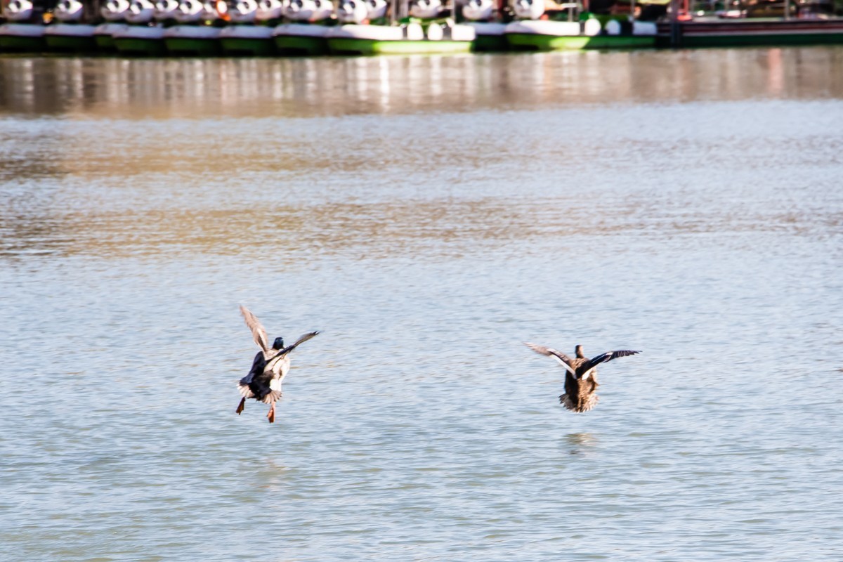 【镜头里】第1501号：北京紫竹院公园·水暖鸭知（五）