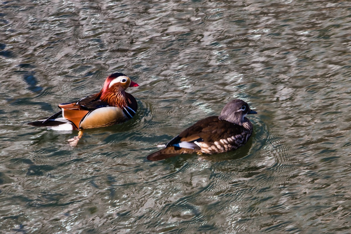 【镜头里】第1501号：北京紫竹院公园·水暖鸭知（五）