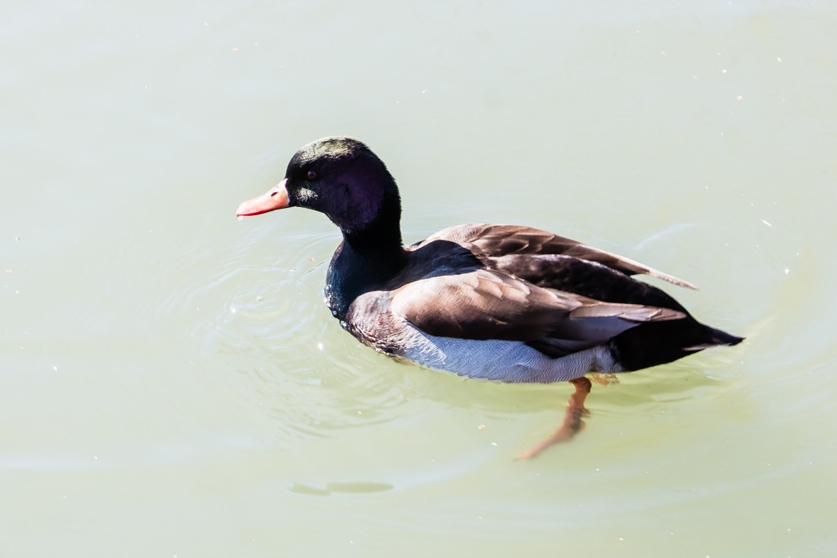 【镜头里】第1501号：北京紫竹院公园·水暖鸭知（五）