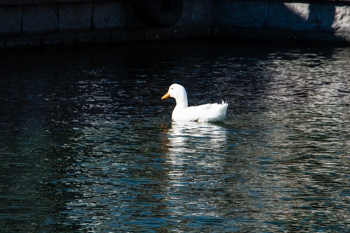 【镜头里】第1501号：北京紫竹院公园·水暖鸭知（五）