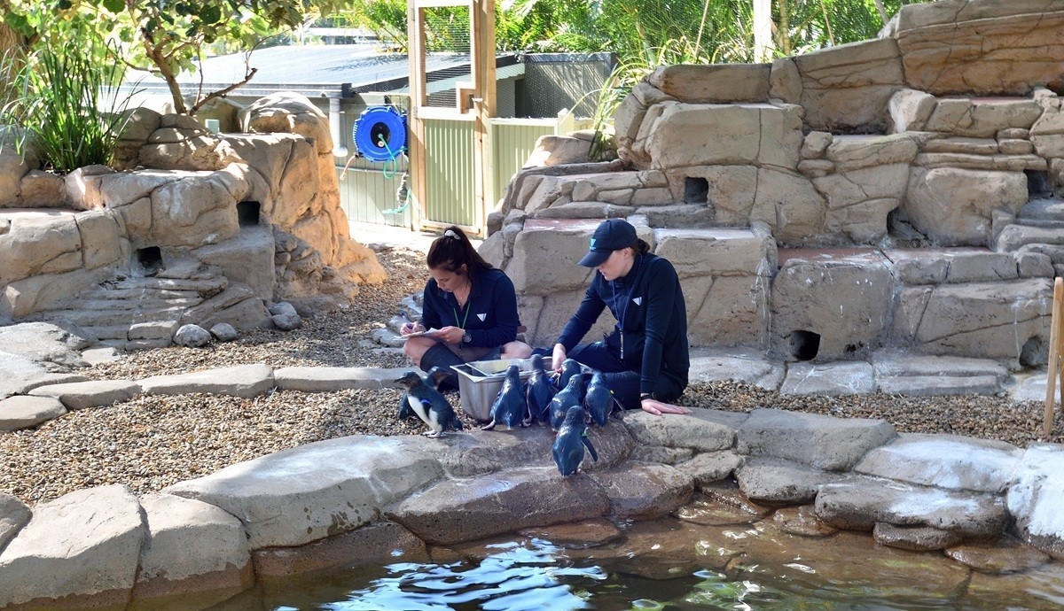 澳大利亚的黄金海岸 4/6