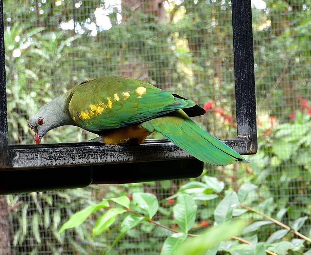 澳大利亚的黄金海岸   5/6