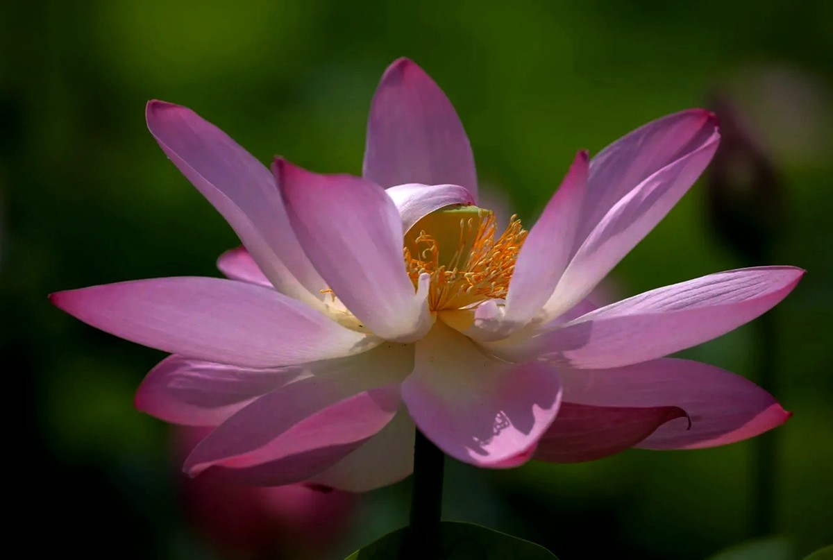 明年再来拍荷花