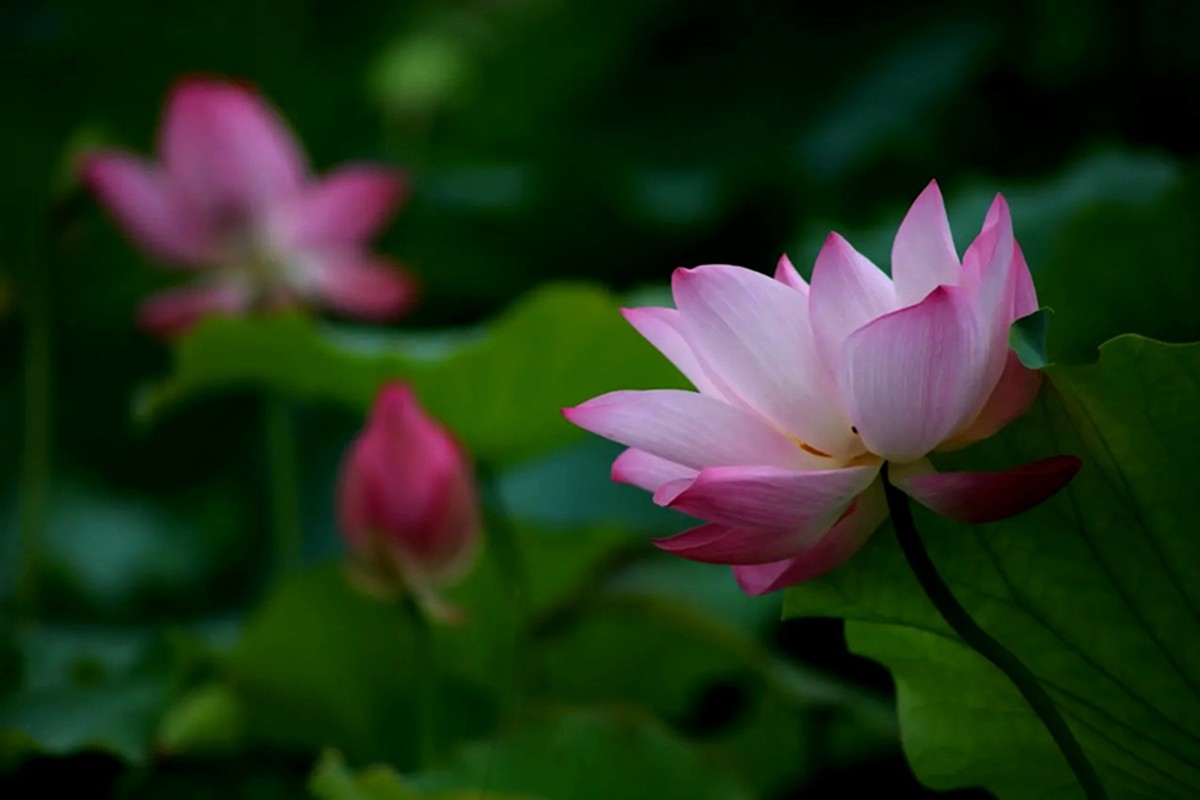 明年再来拍荷花