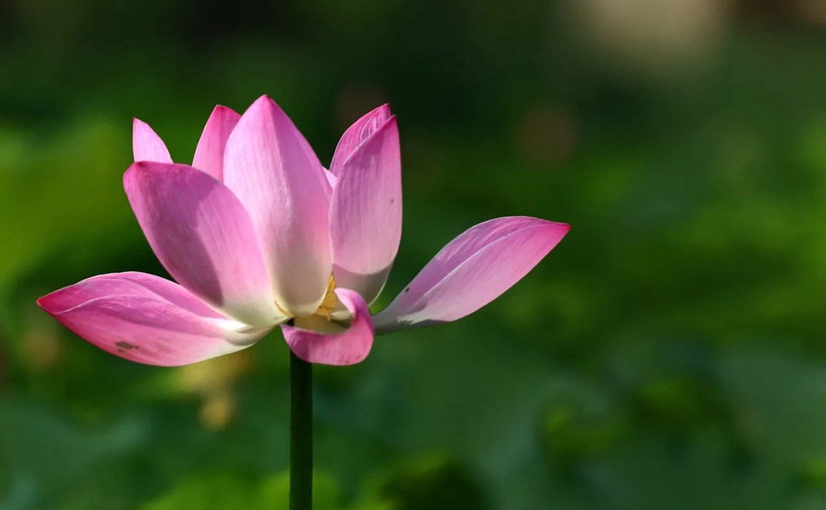 明年再来拍荷花