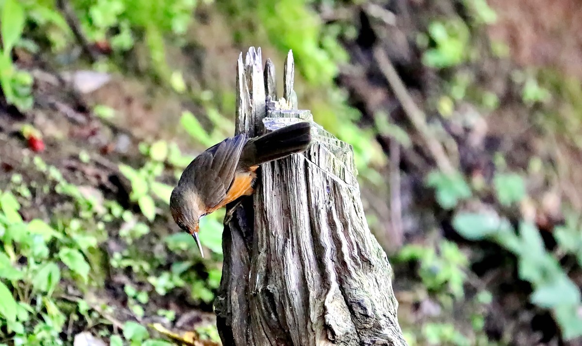 斑胸钩嘴鹛