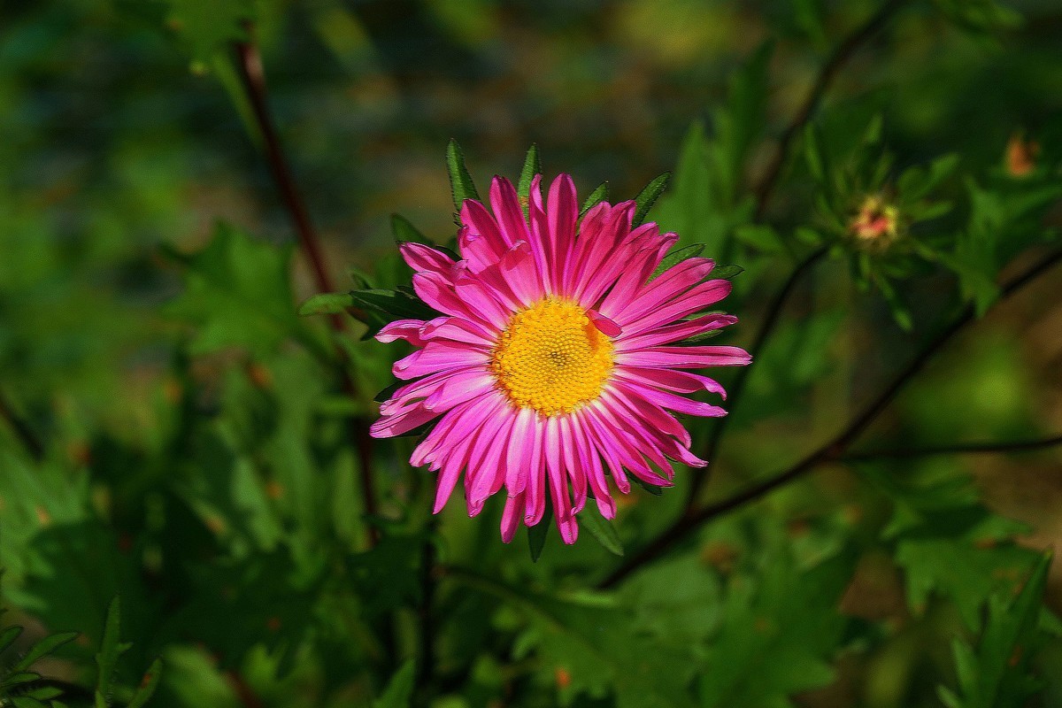 果园的花果（2）