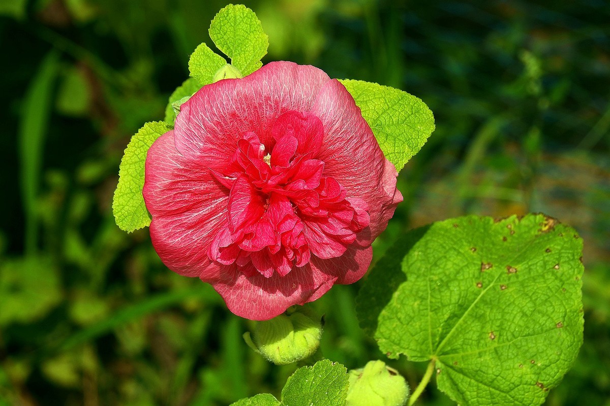 果园的花果（2）