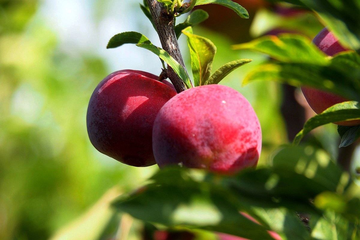 果园的花果（2）